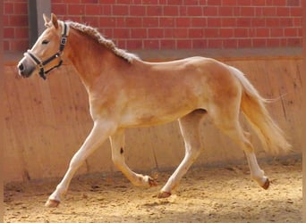 Haflinger, Yegua, 2 años, 139 cm