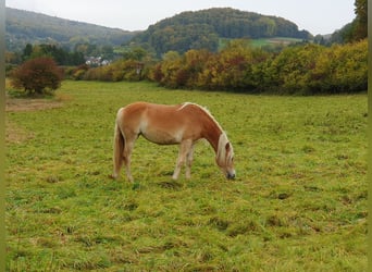 Haflinger, Yegua, 2 años, 144 cm, Alazán