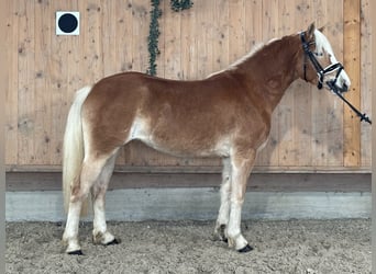 Haflinger, Yegua, 2 años, 145 cm, Alazán