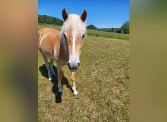 Haflinger, Yegua, 2 años, 146 cm, Alazán