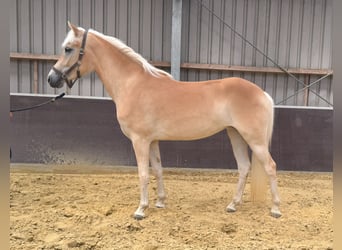 Haflinger, Yegua, 2 años, 147 cm, Alazán