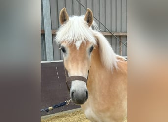 Haflinger, Yegua, 2 años, 147 cm, Alazán