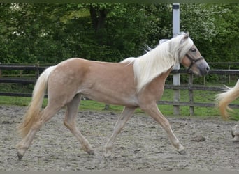 Haflinger, Yegua, 2 años, 149 cm, Alazán