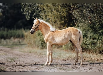 Haflinger, Yegua, 2 años, 149 cm