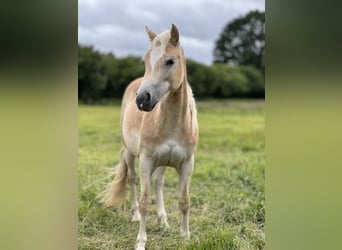 Haflinger, Yegua, 2 años, 150 cm, Alazán
