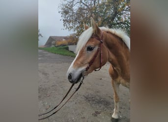 Haflinger, Yegua, 2 años, 150 cm