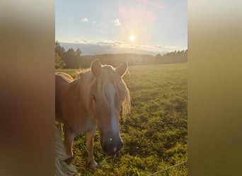 Haflinger, Yegua, 2 años, 152 cm