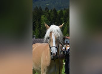 Haflinger, Yegua, 2 años, 153 cm, Alazán