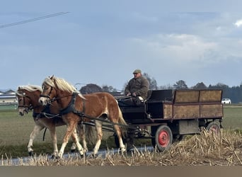 Haflinger, Yegua, 2 años, 154 cm, Alazán