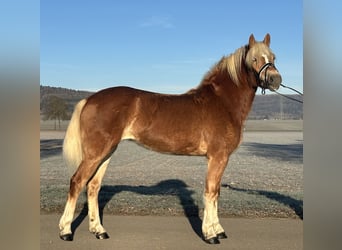 Haflinger, Yegua, 2 años, 154 cm, Alazán