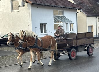 Haflinger, Yegua, 2 años, 154 cm, Alazán