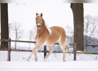 Haflinger, Yegua, 2 años, 160 cm, Alazán
