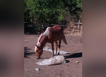 Haflinger Mestizo, Yegua, 2 años, Alazán