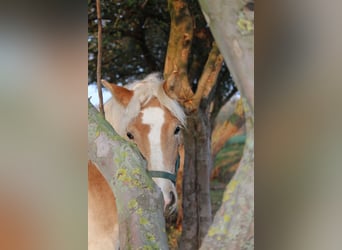 Haflinger, Yegua, 2 años