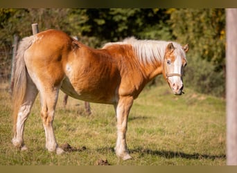 Haflinger, Yegua, 31 años, 135 cm, Alazán