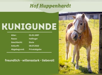 Haflinger, Yegua, 31 años, 135 cm, Alazán