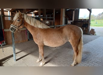 Haflinger, Yegua, 3 años, 138 cm, Alazán