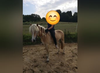 Haflinger, Yegua, 3 años, 140 cm, Alazán