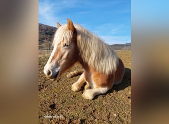 Haflinger, Yegua, 3 años, 140 cm, Alazán