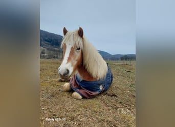 Haflinger, Yegua, 3 años, 140 cm, Alazán