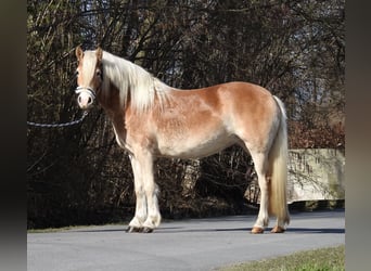 Haflinger, Yegua, 3 años, 142 cm, Alazán