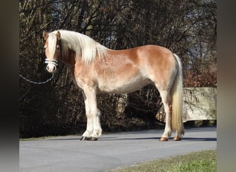 Haflinger, Yegua, 3 años, 142 cm, Alazán