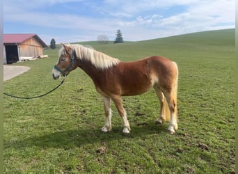 Haflinger, Yegua, 3 años, 142 cm, Alazán-tostado