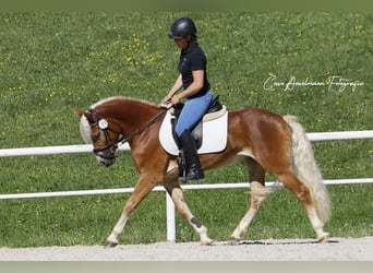 Haflinger, Yegua, 3 años, 145 cm, Alazán