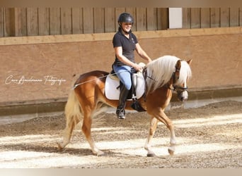 Haflinger, Yegua, 3 años, 145 cm, Alazán