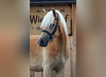 Haflinger, Yegua, 3 años, 145 cm, Alazán