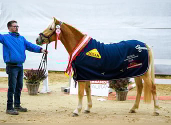 Haflinger, Yegua, 3 años, 145 cm, Alazán