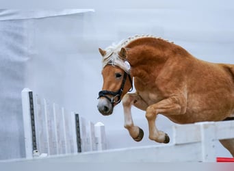 Haflinger, Yegua, 3 años, 145 cm, Alazán