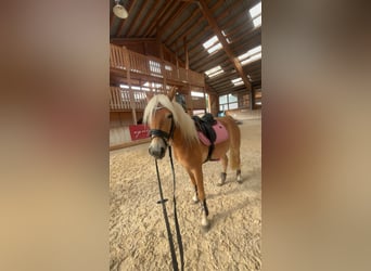 Haflinger, Yegua, 3 años, 146 cm, Alazán