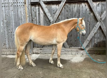 Haflinger, Yegua, 3 años, 146 cm, Alazán