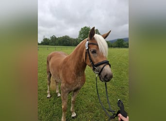 Haflinger, Yegua, 3 años, 147 cm, Alazán
