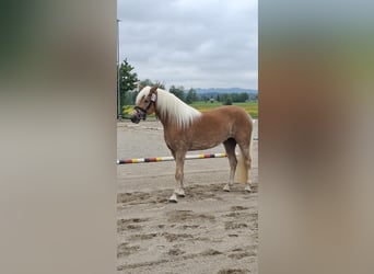 Haflinger, Yegua, 3 años, 147 cm, Alazán