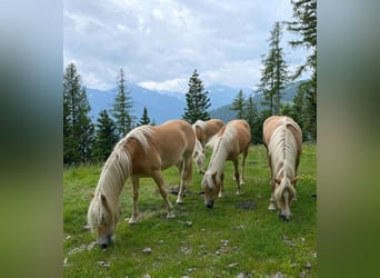 Haflinger, Yegua, 3 años, 147 cm, Alazán