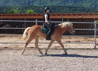 Haflinger, Yegua, 3 años, 148 cm, Alazán