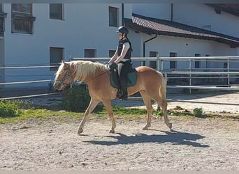 Haflinger, Yegua, 3 años, 148 cm, Alazán