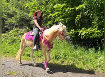 Haflinger, Yegua, 3 años, 148 cm, Alazán