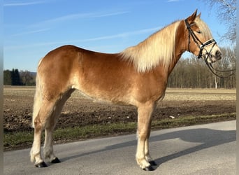 Haflinger, Yegua, 3 años, 148 cm, Alazán