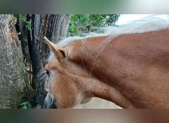 Haflinger, Yegua, 3 años, 148 cm, Alazán