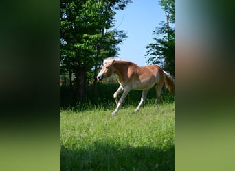 Haflinger, Yegua, 3 años, 148 cm, Alazán