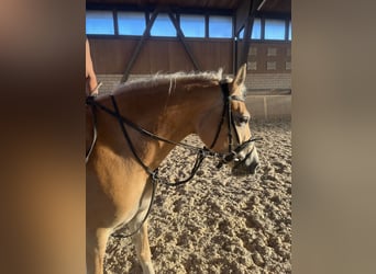Haflinger, Yegua, 3 años, 148 cm