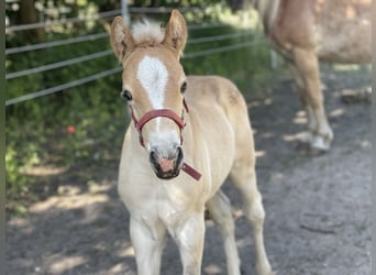 Haflinger, Yegua, 3 años, 149 cm