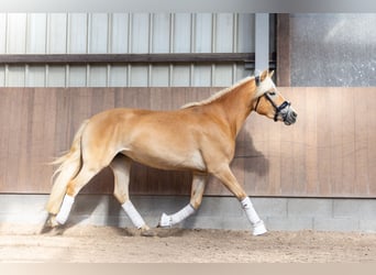 Haflinger, Yegua, 3 años, 150 cm, Alazán