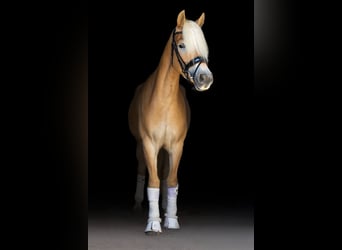 Haflinger, Yegua, 3 años, 150 cm, Alazán