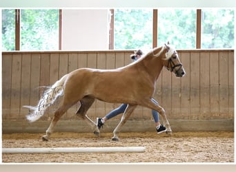 Haflinger, Yegua, 3 años, 150 cm, Alazán