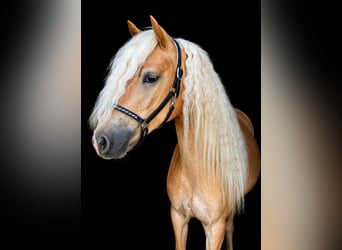 Haflinger, Yegua, 3 años, 150 cm, Alazán
