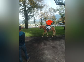 Haflinger, Yegua, 3 años, 150 cm, Alazán